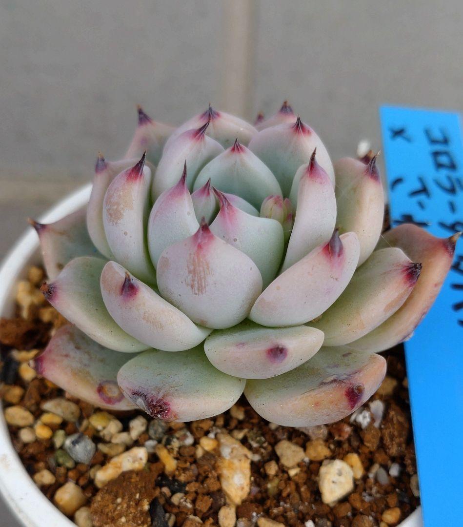 おらいさん苗　コロラータルーフ×ざわわ他１苗　札付き　メルカリ便