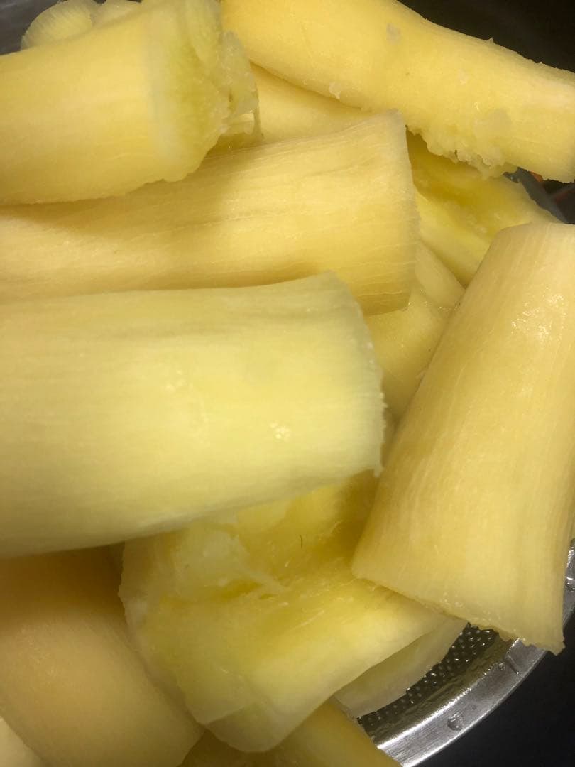 キャッサバ挿し木(埋め木)100本