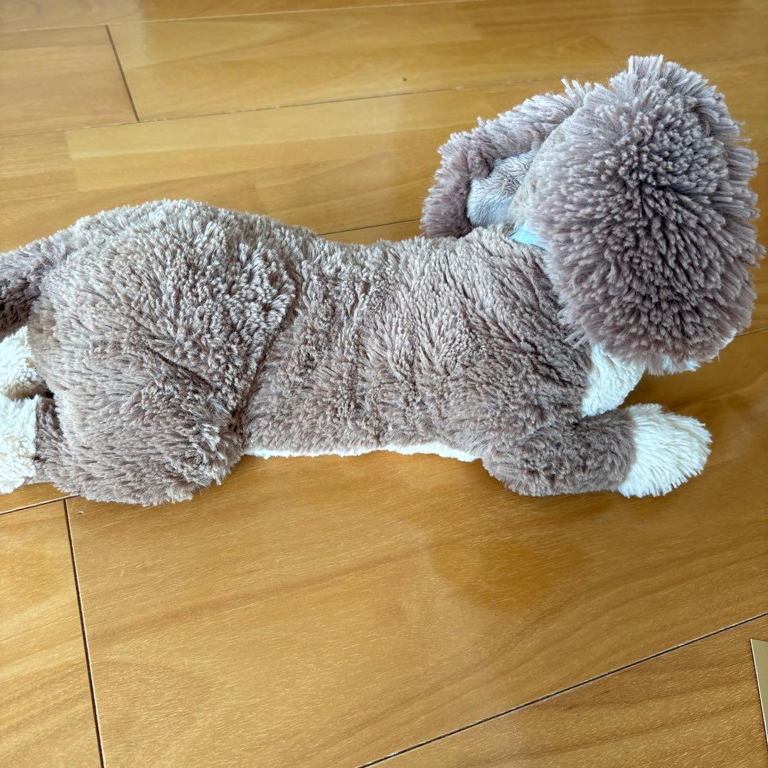 ひざわんこ ミニチュアダックス