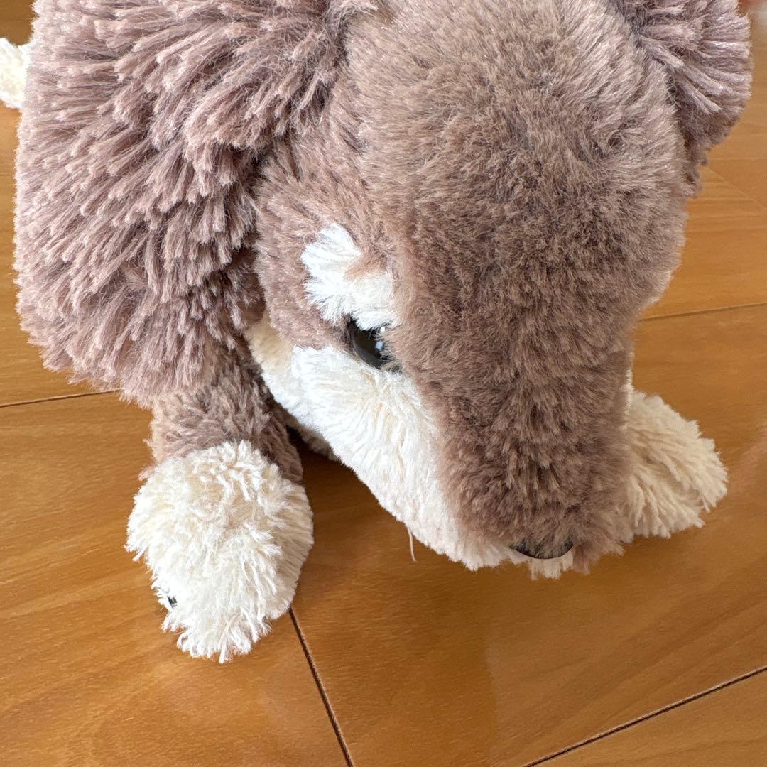ひざわんこ ミニチュアダックス