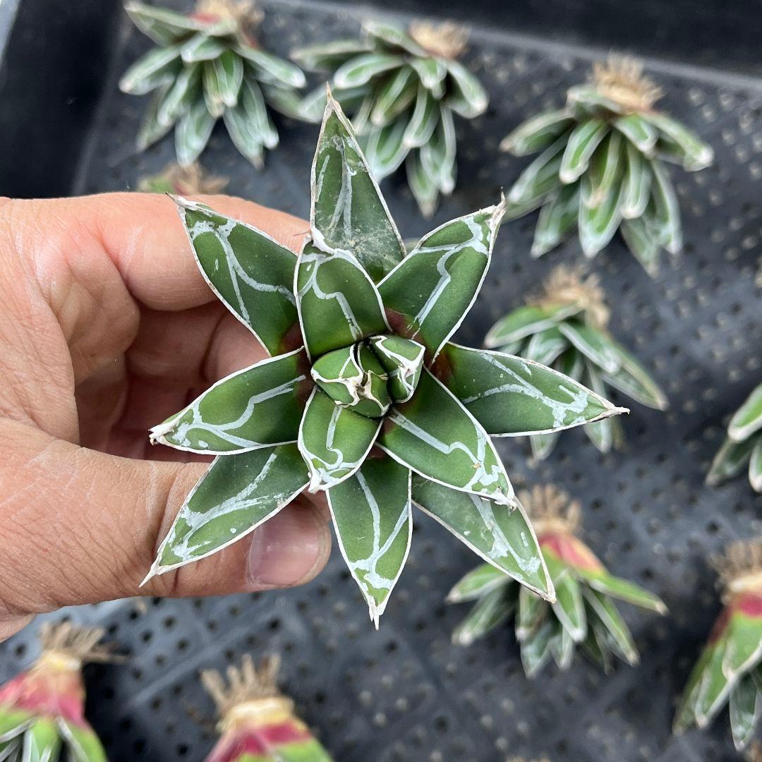 ポ*ン様 E95アガベ 多肉植物 笹の雪 ダルマ笹の雪 濃白株 16株同梱