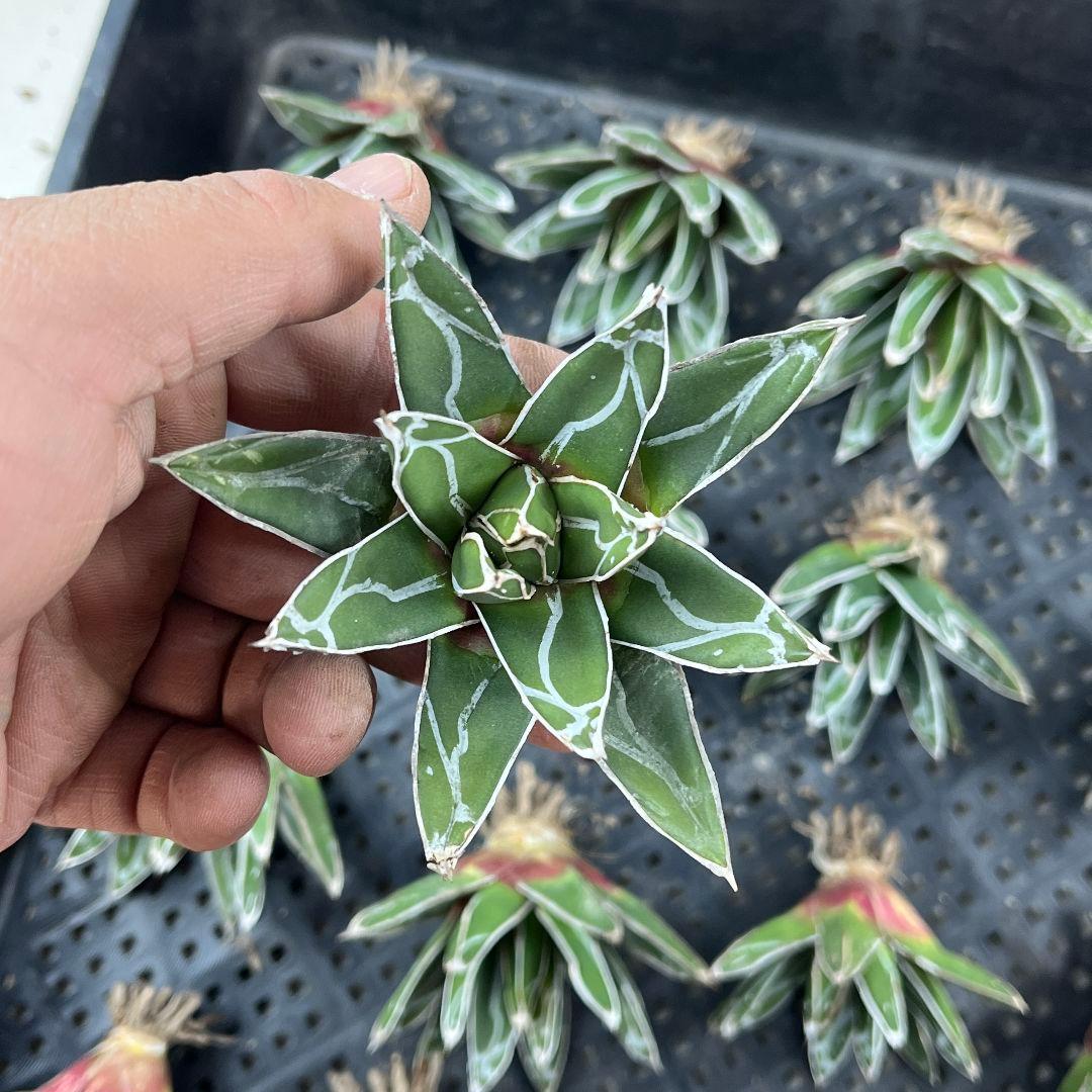 ポ*ン様 E95アガベ 多肉植物 笹の雪 ダルマ笹の雪 濃白株 16株同梱