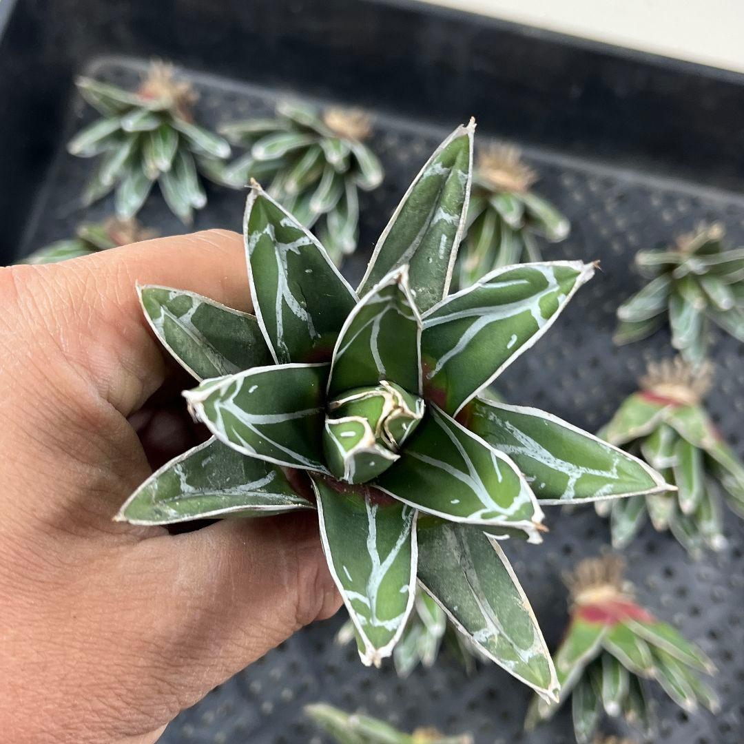 ポ*ン様 E95アガベ 多肉植物 笹の雪 ダルマ笹の雪 濃白株 16株同梱