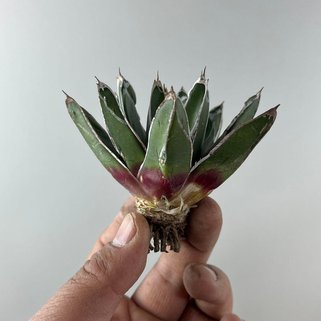 ポ*ン様 E95アガベ 多肉植物 笹の雪 ダルマ笹の雪 濃白株 16株同梱