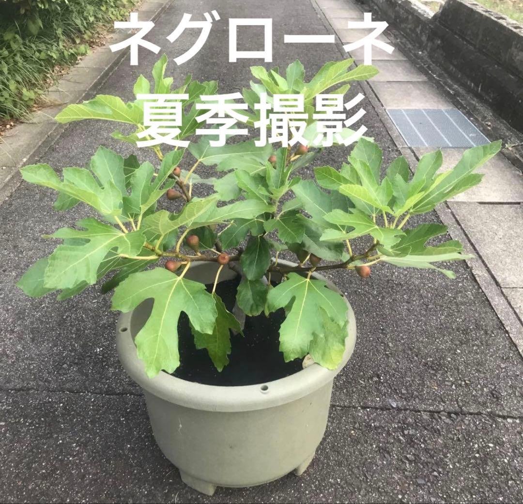イチジク苗ネグローネ　3年生　鉢直径35cm