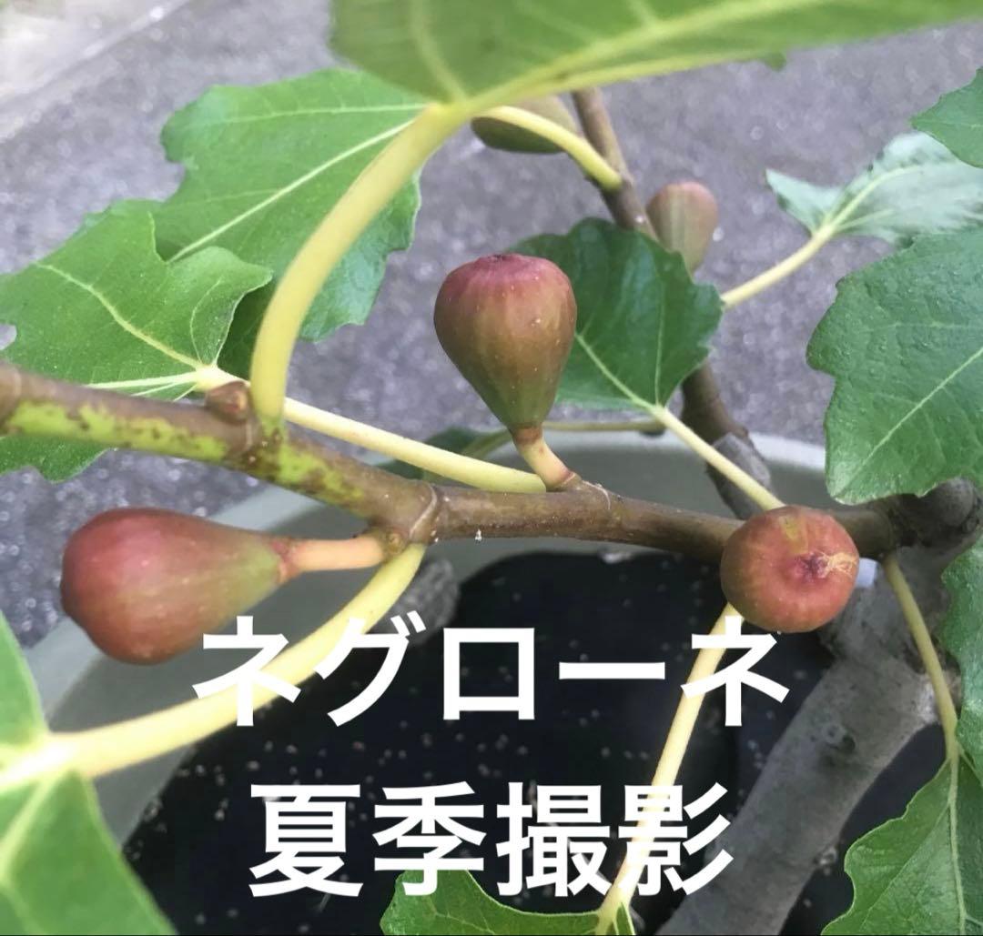 イチジク苗ネグローネ　3年生　鉢直径35cm