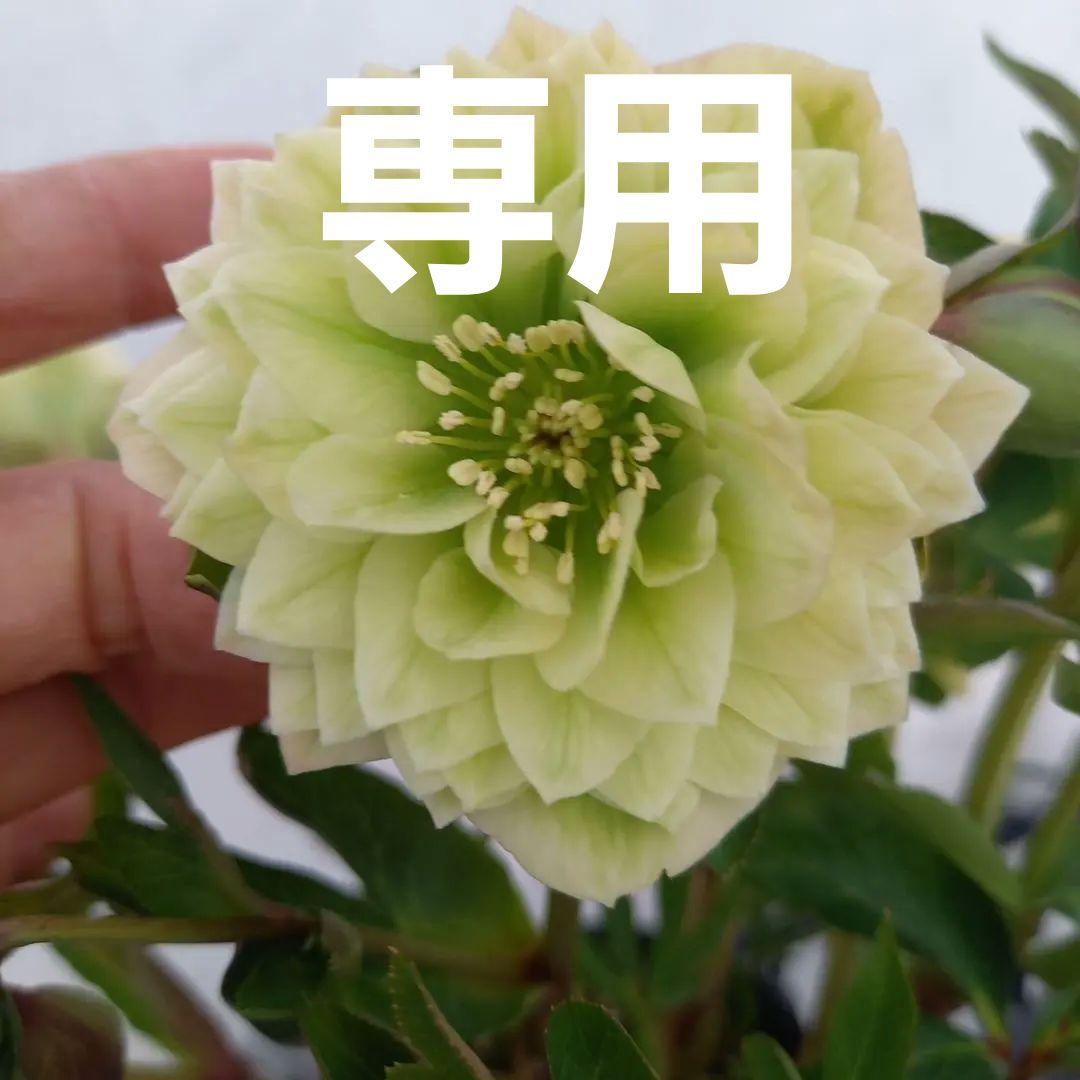 グリーン系多弁⭐クリスマスローズ、苗、開花株
