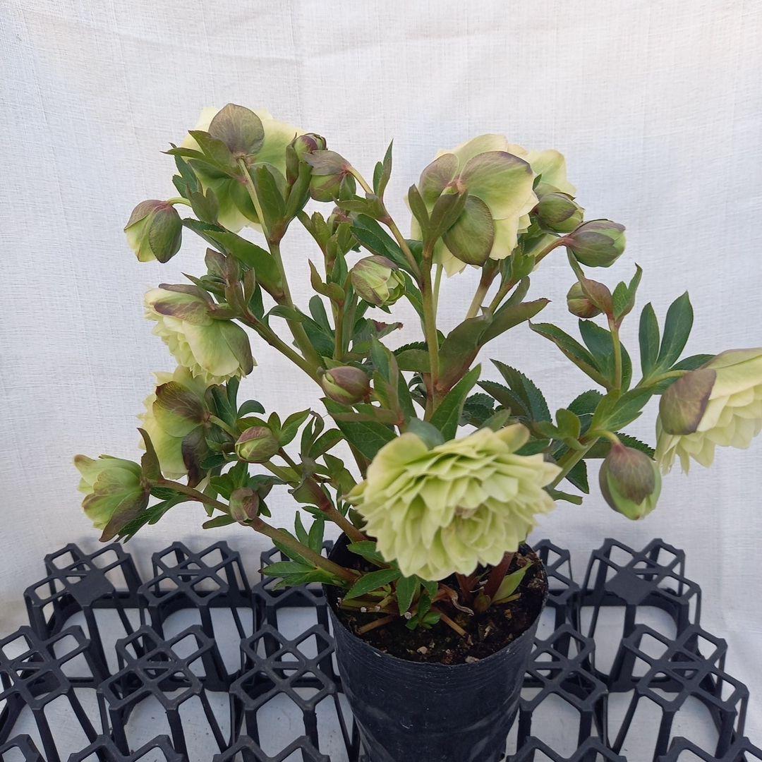 グリーン系多弁⭐クリスマスローズ、苗、開花株