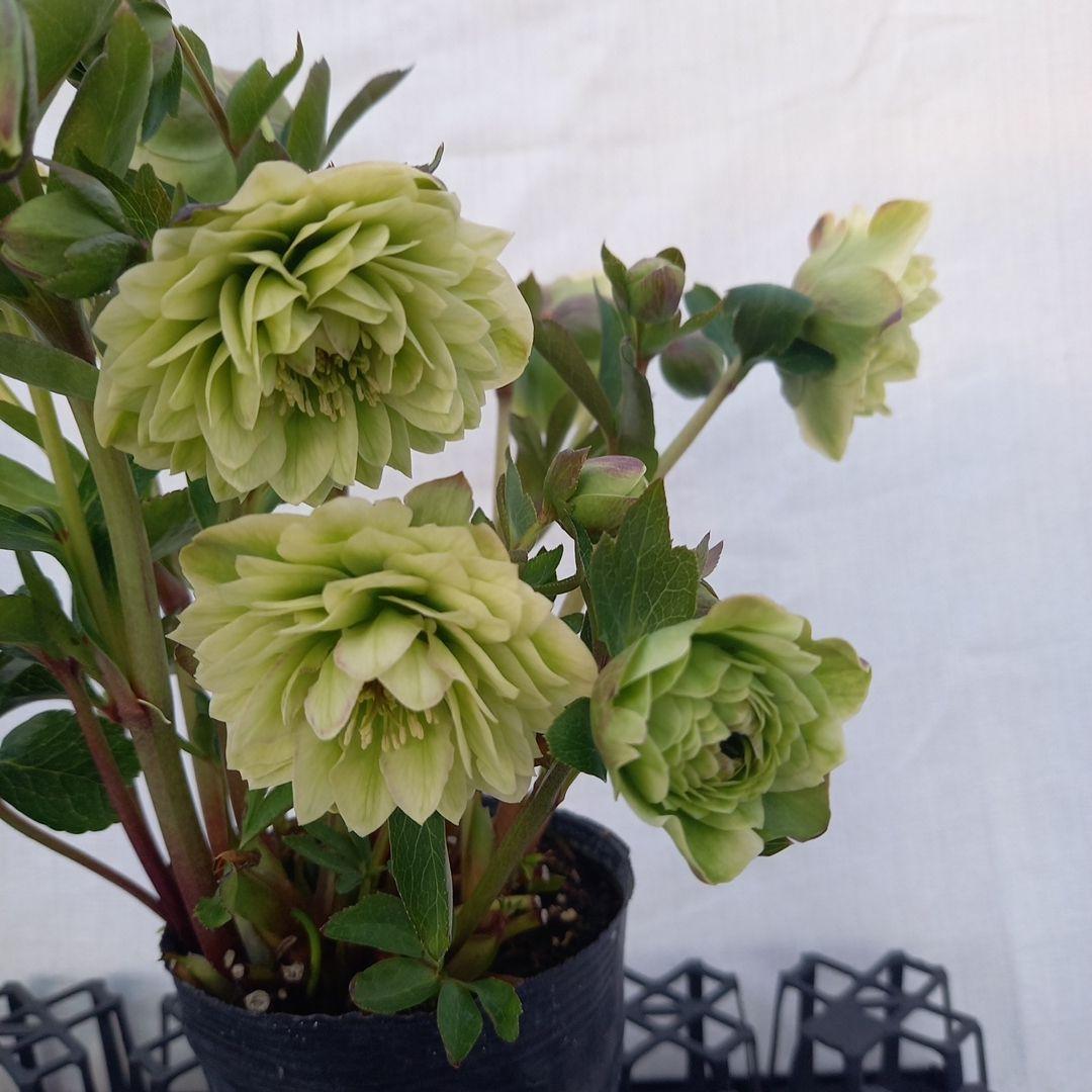 グリーン系多弁⭐クリスマスローズ、苗、開花株