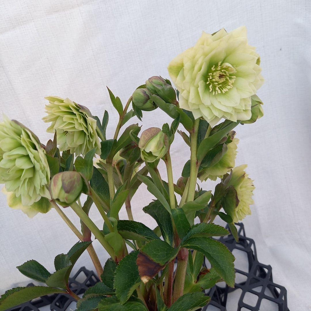 グリーン系多弁⭐クリスマスローズ、苗、開花株