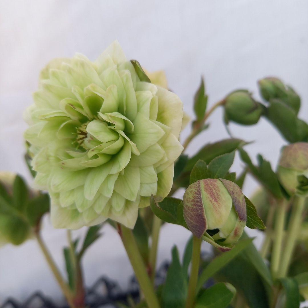 グリーン系多弁⭐クリスマスローズ、苗、開花株