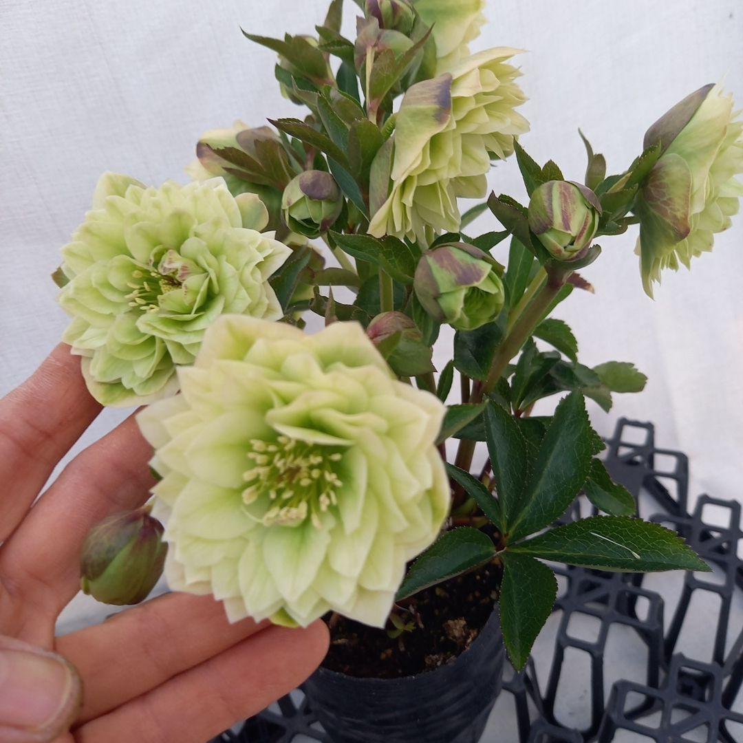 グリーン系多弁⭐クリスマスローズ、苗、開花株