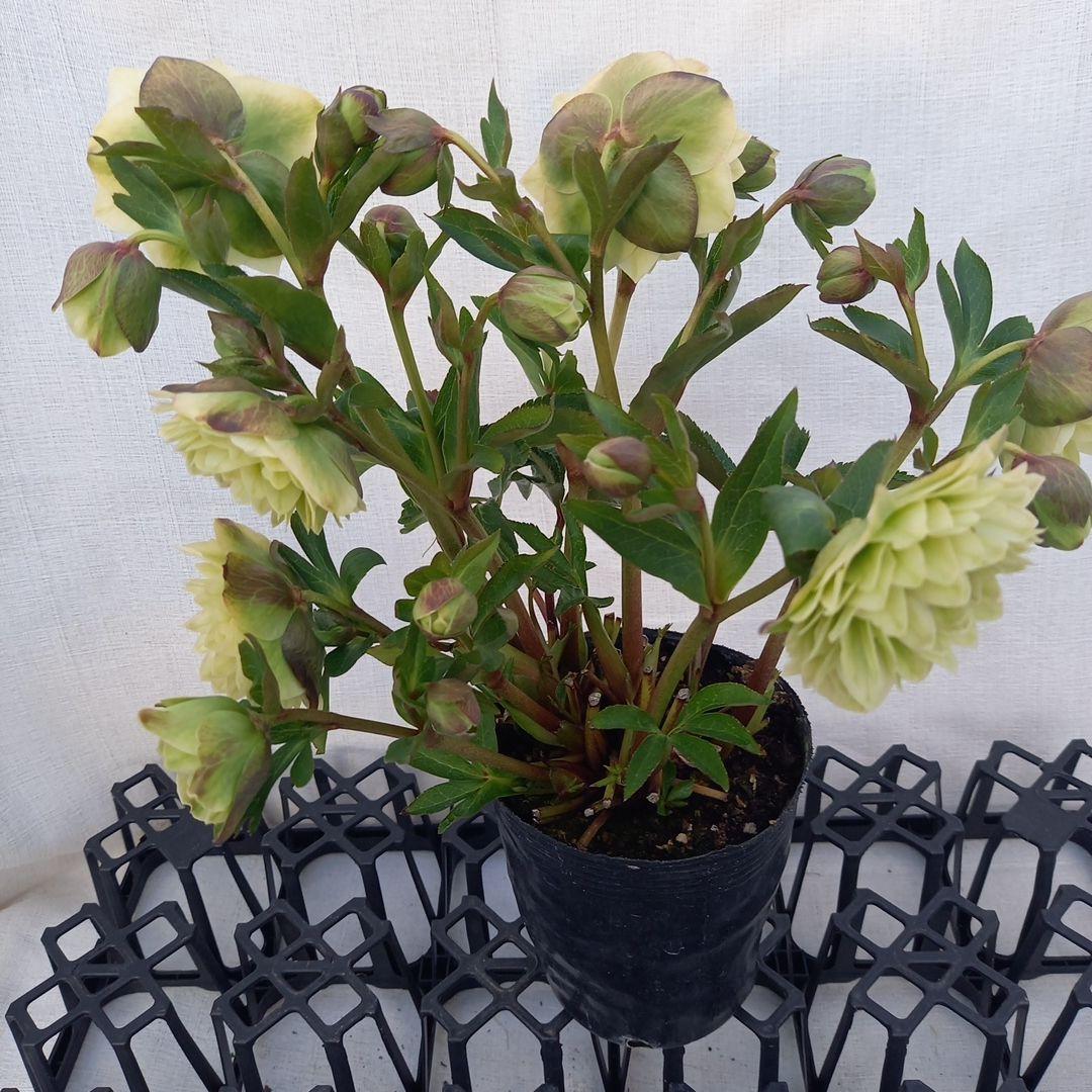 グリーン系多弁⭐クリスマスローズ、苗、開花株