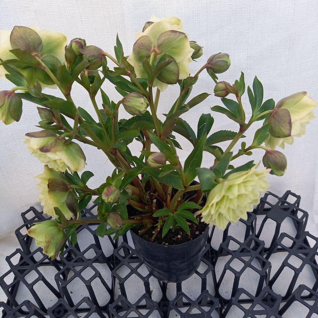 グリーン系多弁⭐クリスマスローズ、苗、開花株