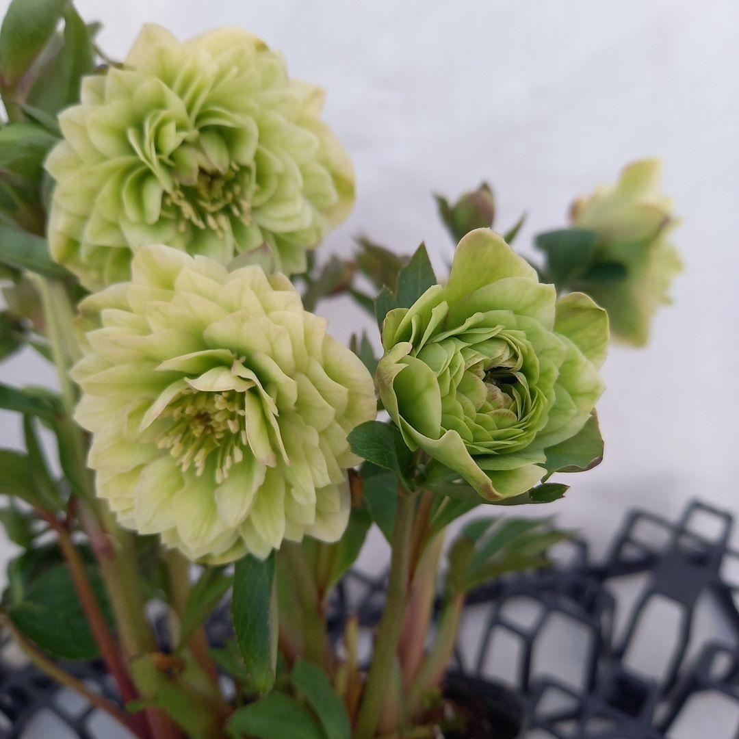 グリーン系多弁⭐クリスマスローズ、苗、開花株