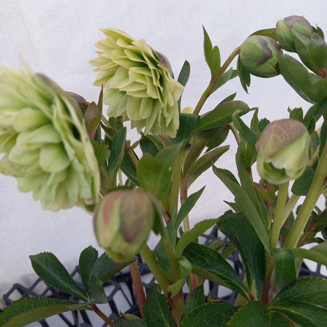 グリーン系多弁⭐クリスマスローズ、苗、開花株