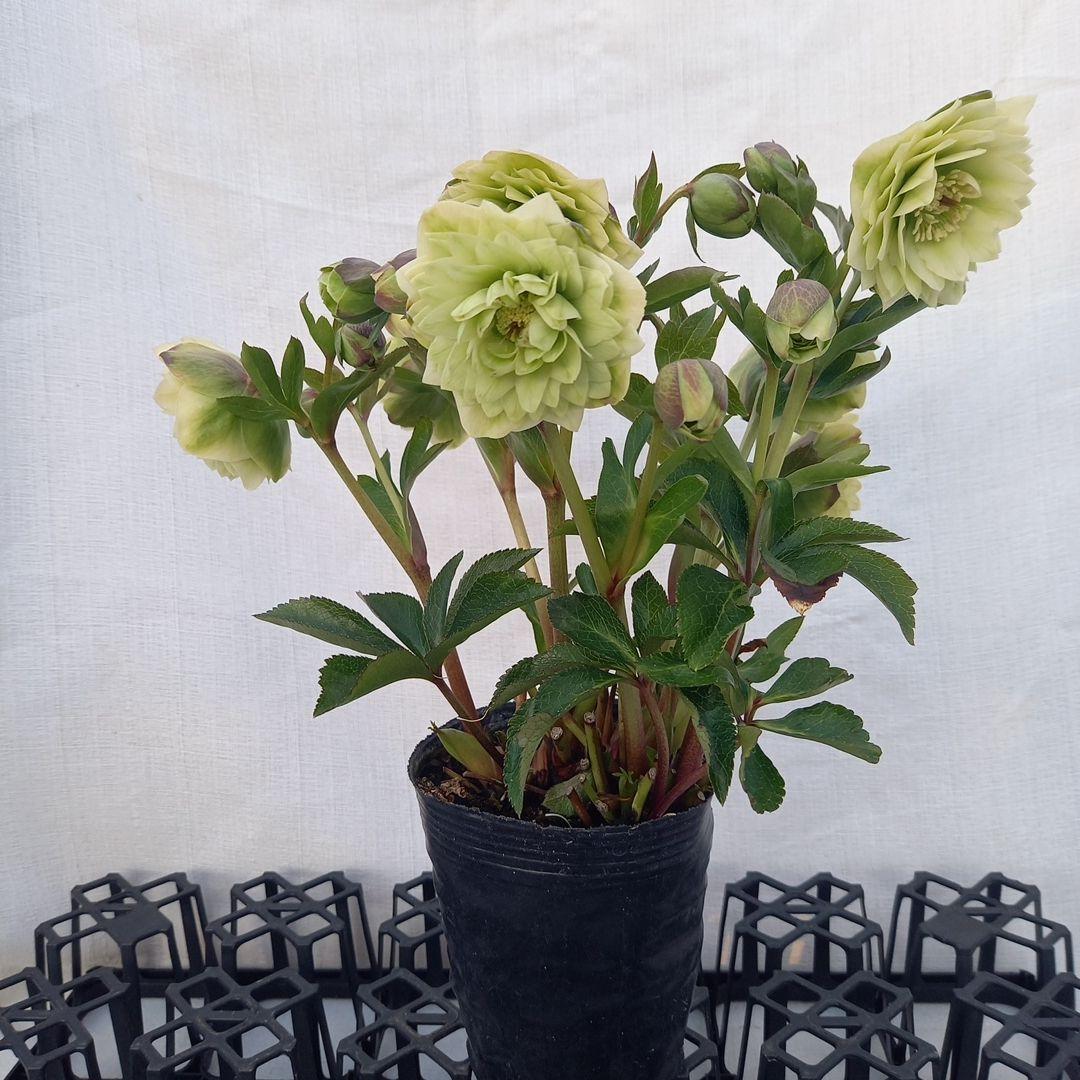 グリーン系多弁⭐クリスマスローズ、苗、開花株