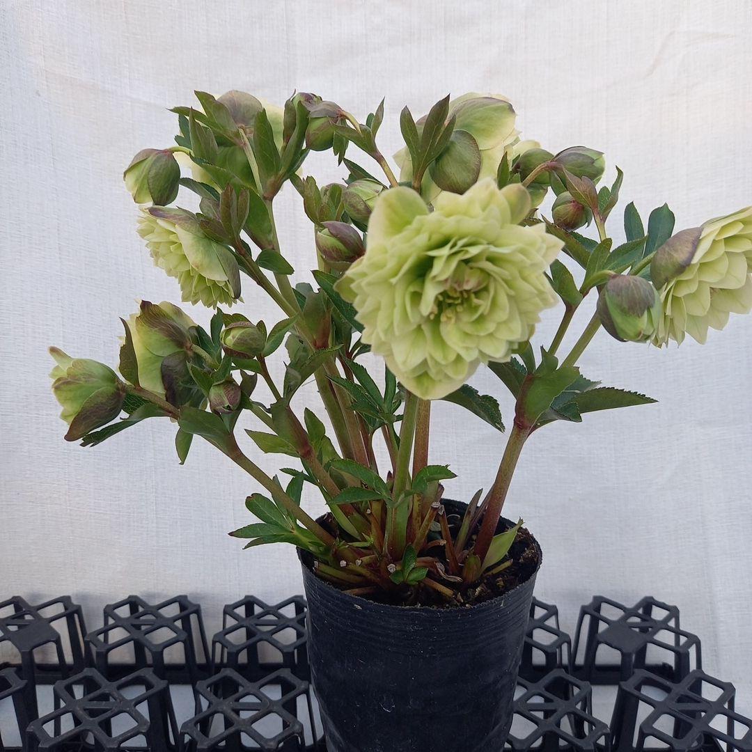 グリーン系多弁⭐クリスマスローズ、苗、開花株