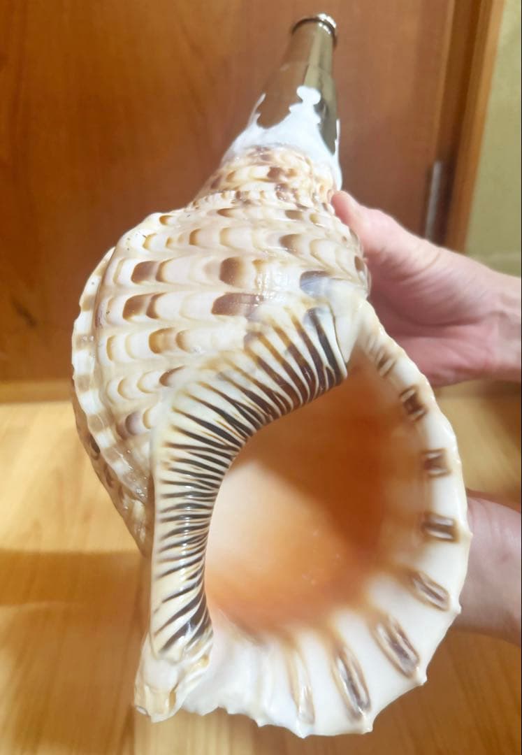 修験道法螺貝　山伏　密教　魔除け　熊よけ❣️ほら貝　ホラガイ