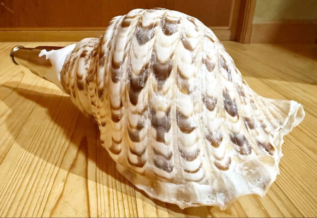 修験道法螺貝　山伏　密教　魔除け　熊よけ❣️ほら貝　ホラガイ