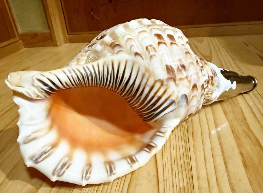 修験道法螺貝　山伏　密教　魔除け　熊よけ❣️ほら貝　ホラガイ