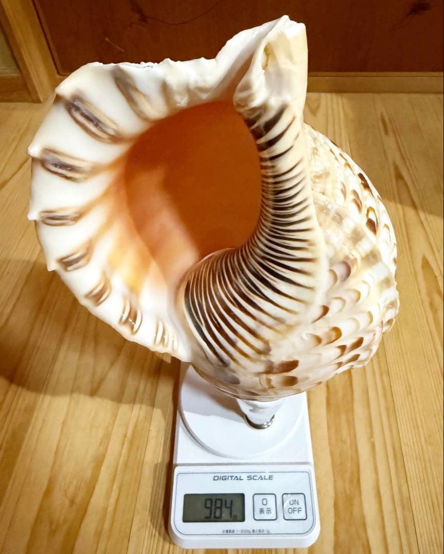 修験道法螺貝　山伏　密教　魔除け　熊よけ❣️ほら貝　ホラガイ