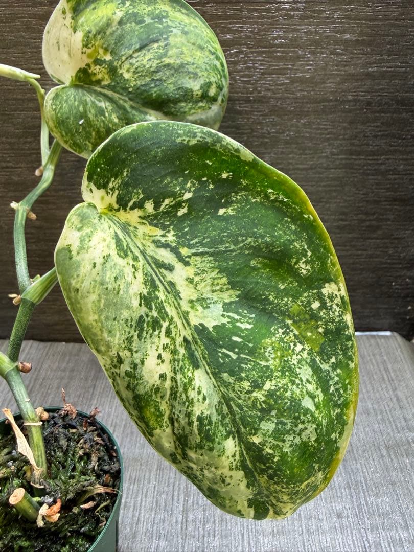 スキンダプサス　ユニコーン　トリカラー