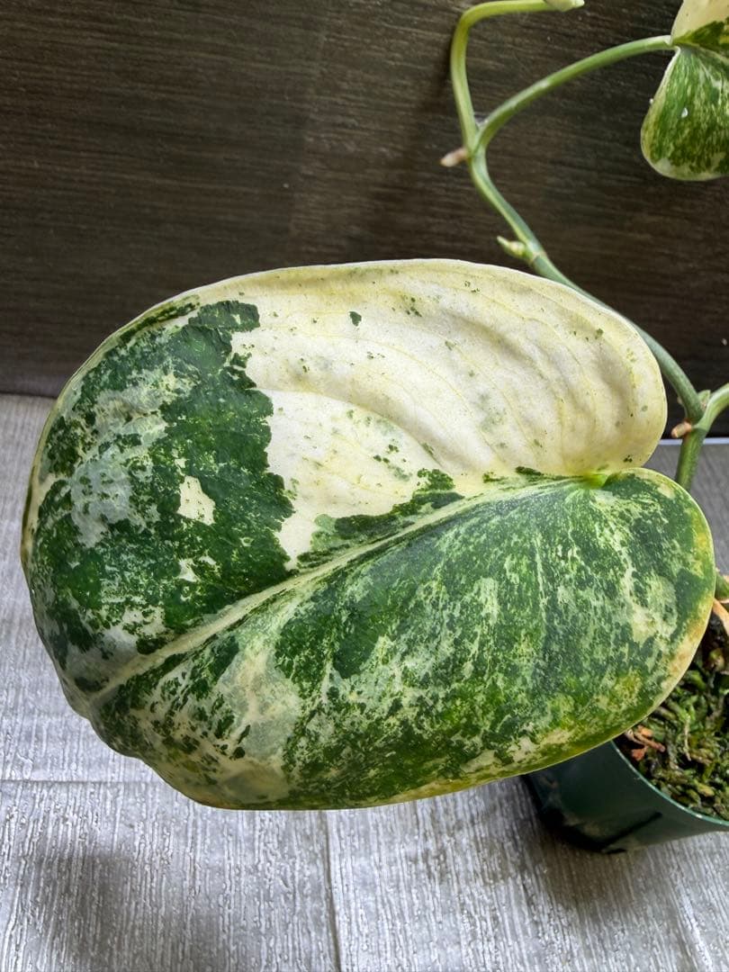 スキンダプサス　ユニコーン　トリカラー