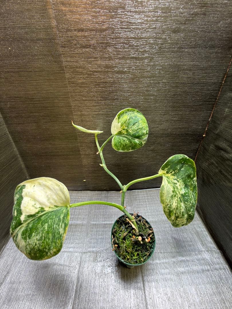 スキンダプサス　ユニコーン　トリカラー