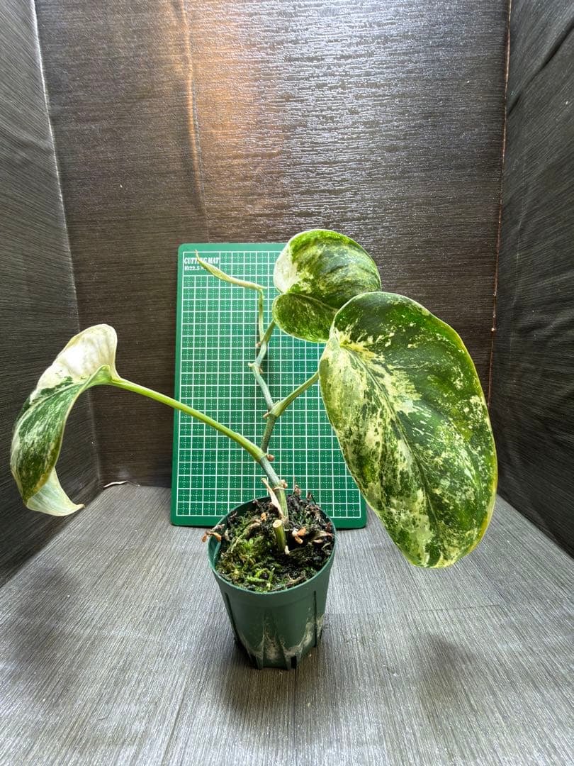 スキンダプサス　ユニコーン　トリカラー