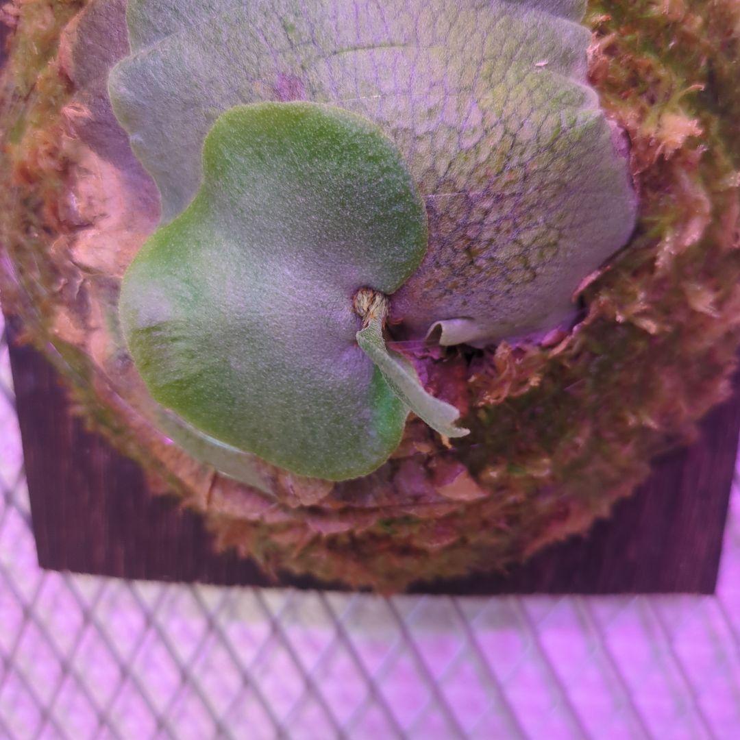 よ*へ様 P.Willinckii × P.Hillii 'Geisya' sp