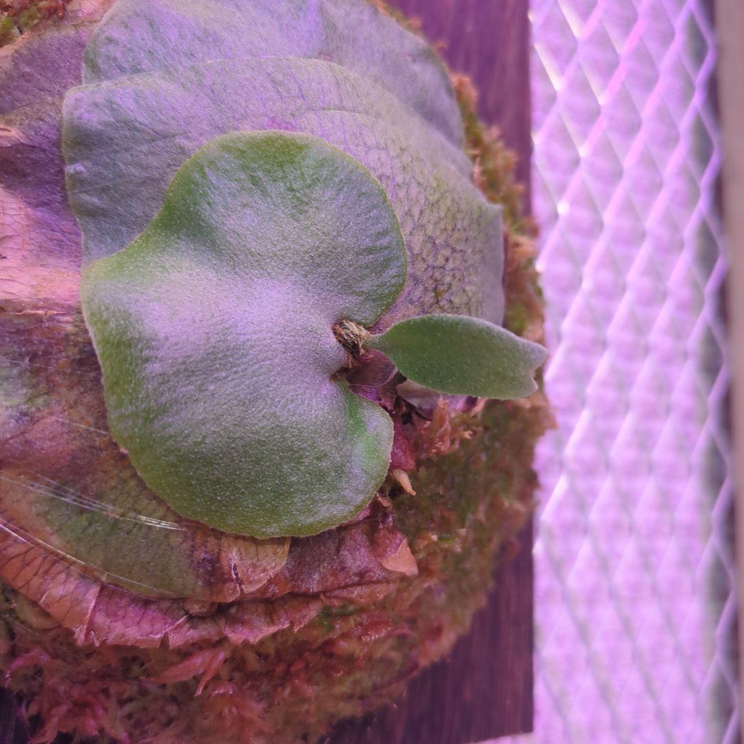 よ*へ様 P.Willinckii × P.Hillii 'Geisya' sp