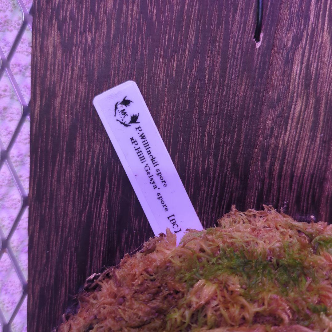 よ*へ様 P.Willinckii × P.Hillii 'Geisya' sp