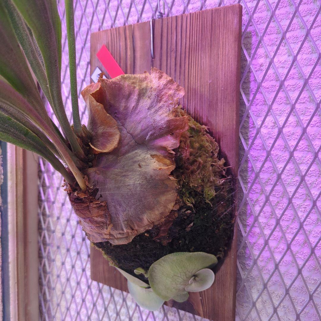 よ*へ様 P.Willinckii × P.Hillii 'Geisya' sp