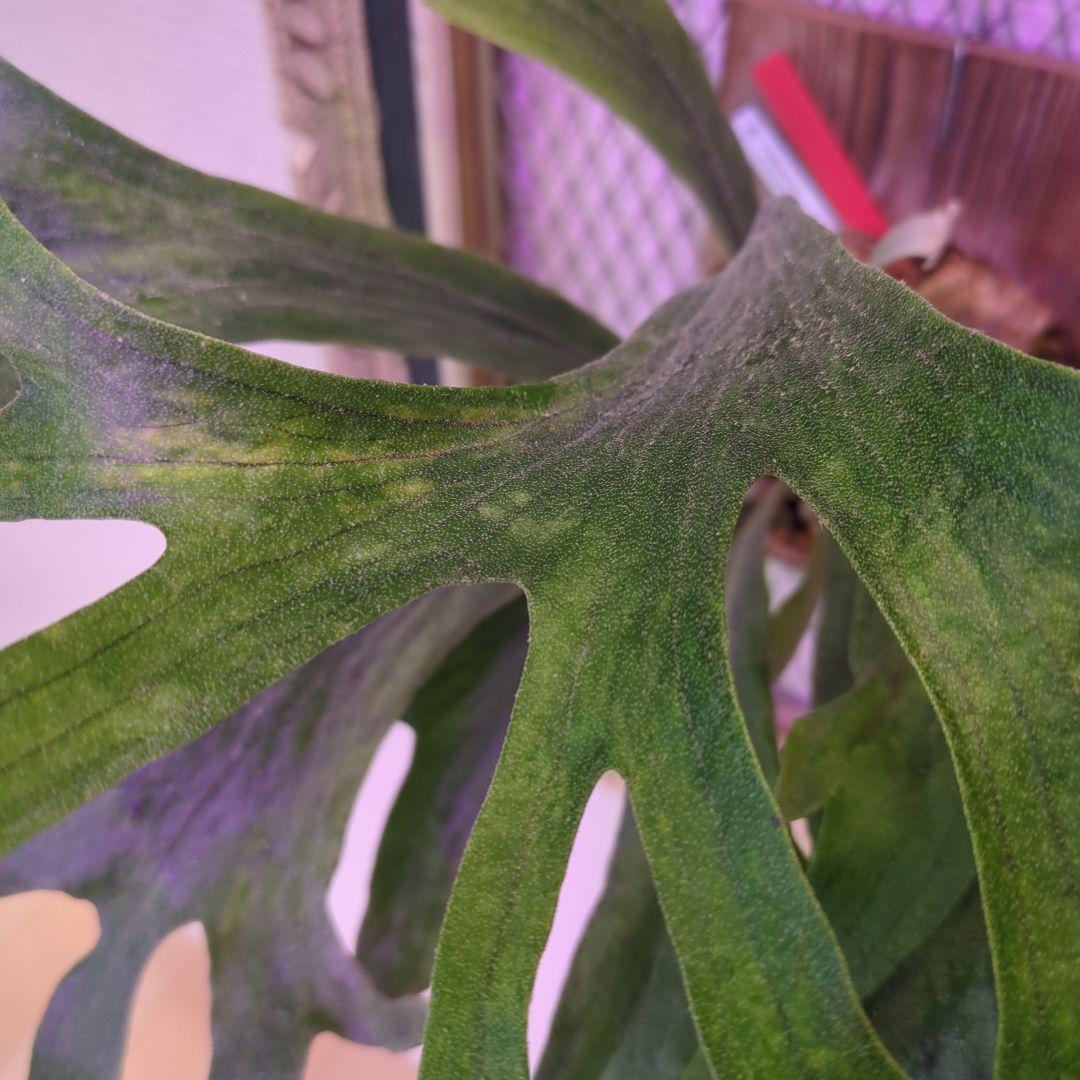 よ*へ様 P.Willinckii × P.Hillii 'Geisya' sp