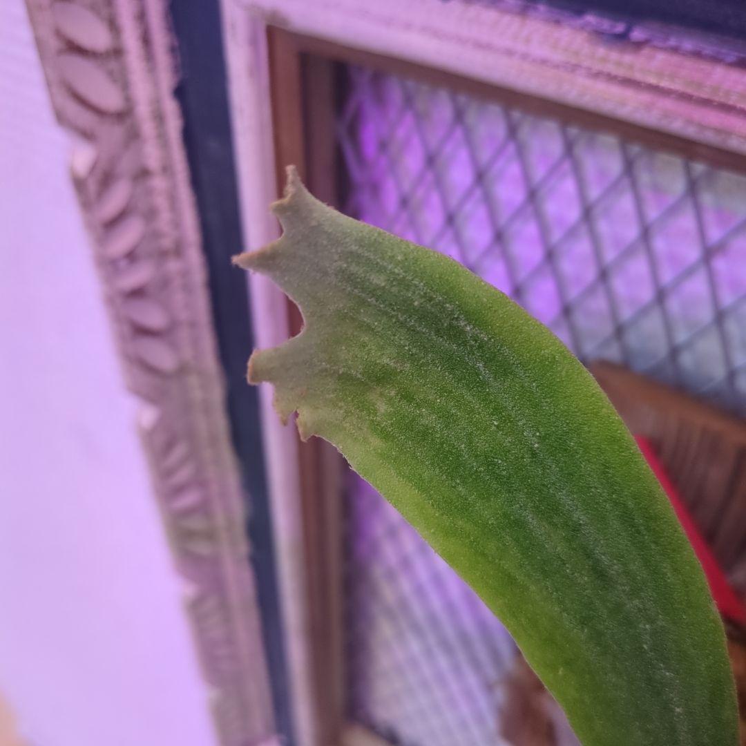 よ*へ様 P.Willinckii × P.Hillii 'Geisya' sp