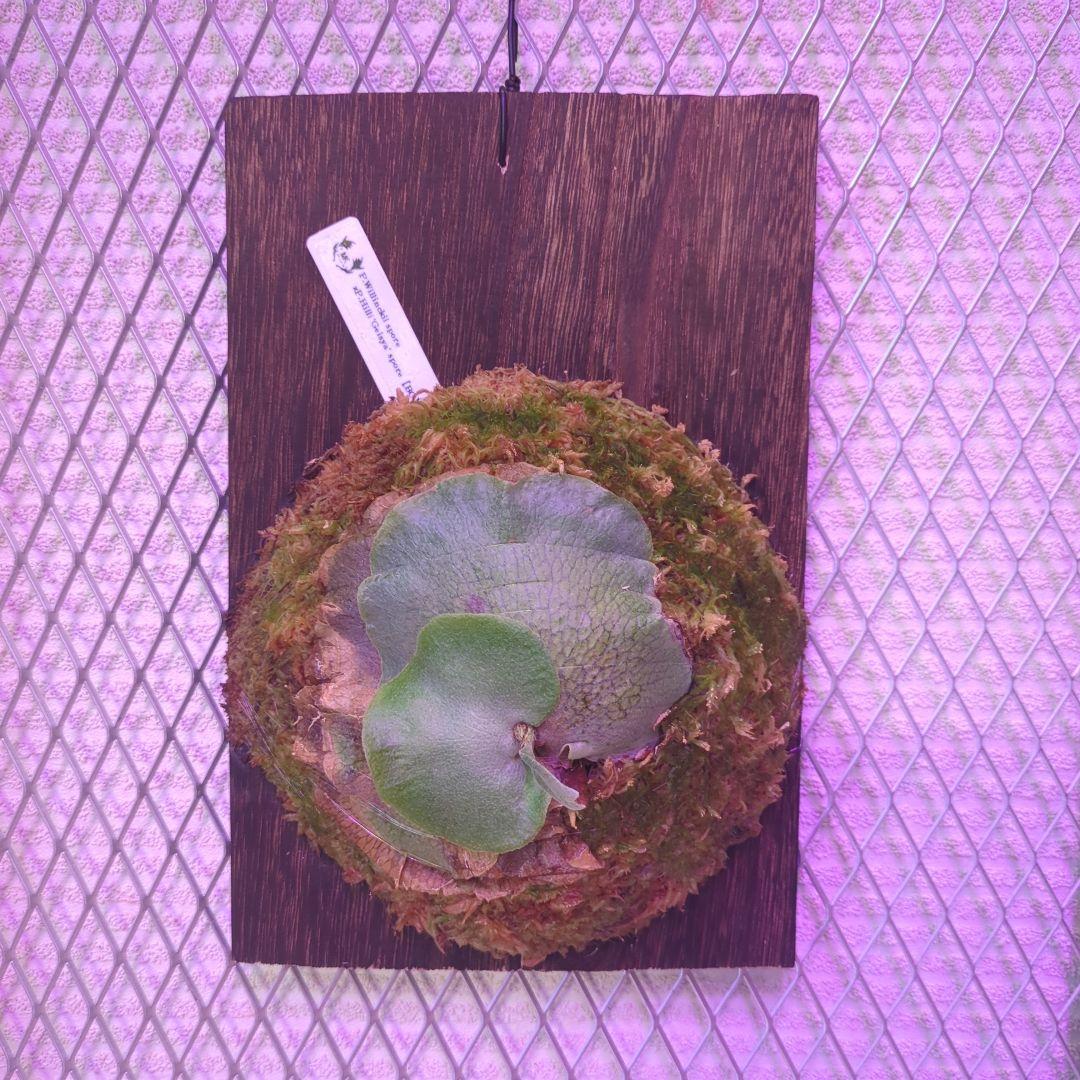 よ*へ様 P.Willinckii × P.Hillii 'Geisya' sp