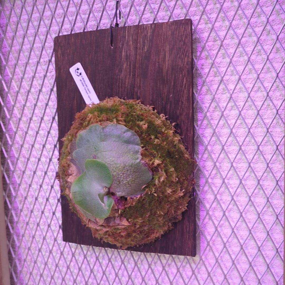 よ*へ様 P.Willinckii × P.Hillii 'Geisya' sp