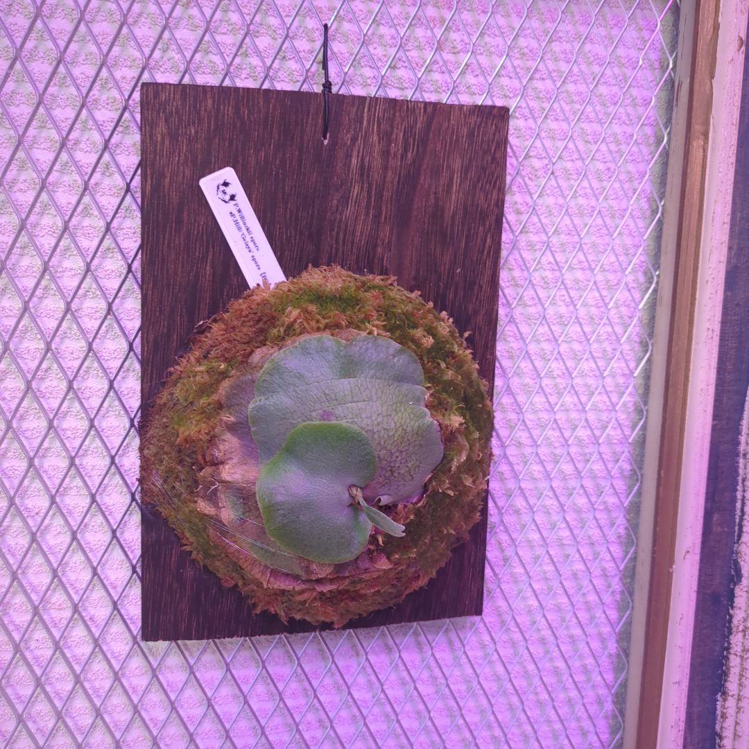 よ*へ様 P.Willinckii × P.Hillii 'Geisya' sp