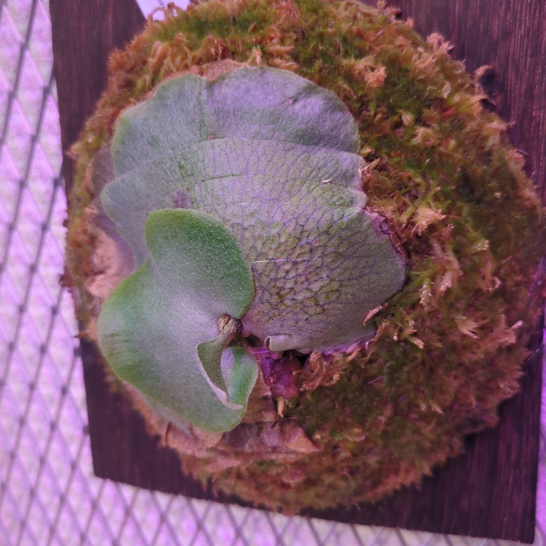 よ*へ様 P.Willinckii × P.Hillii 'Geisya' sp