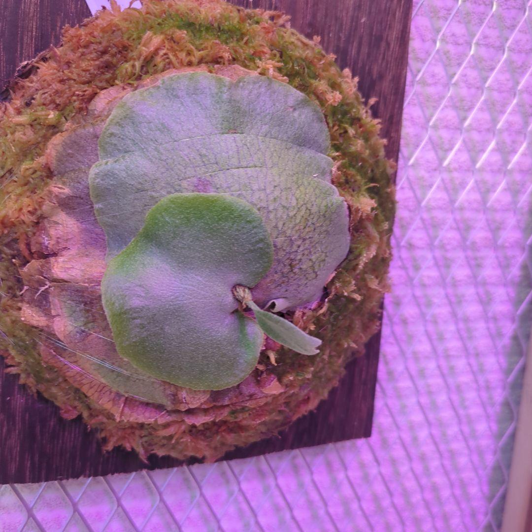 よ*へ様 P.Willinckii × P.Hillii 'Geisya' sp