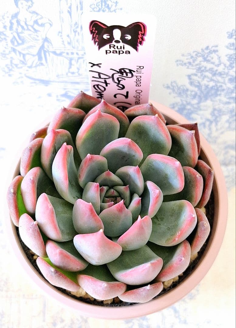 鬼のて×アテマハック札付きポットごとメルカリ便ルイパパさん苗