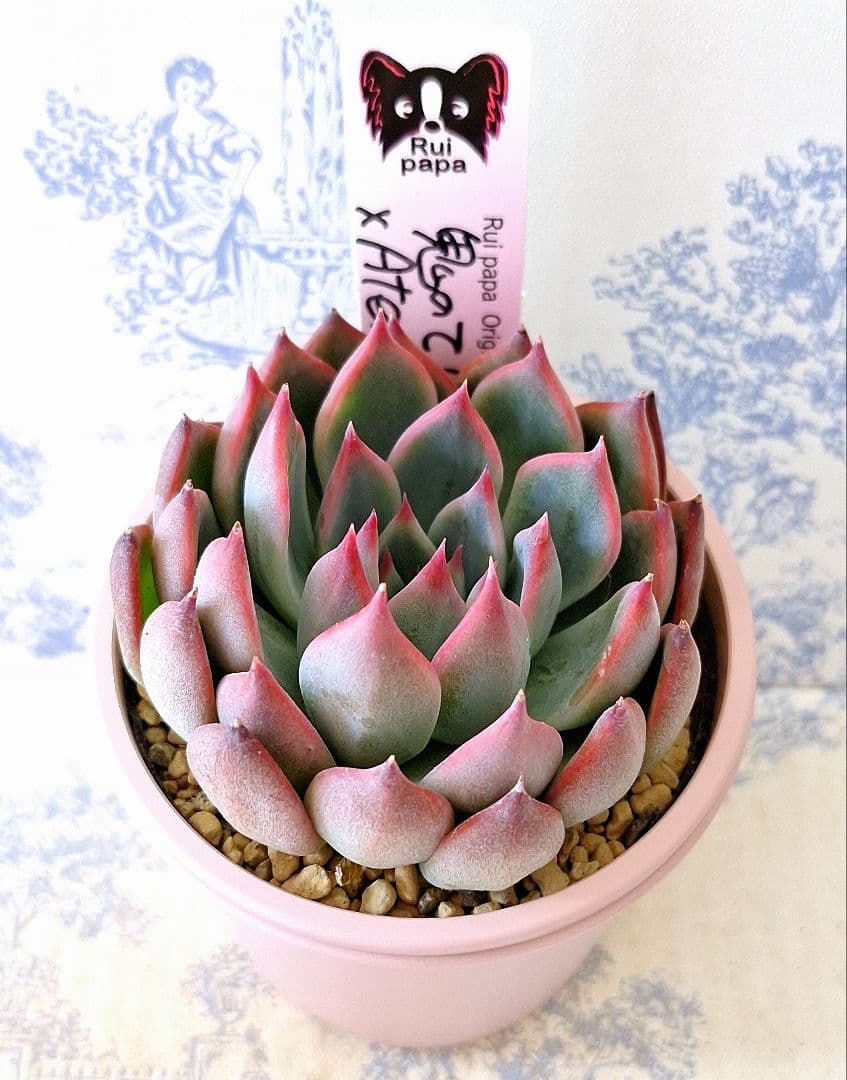 鬼のて×アテマハック札付きポットごとメルカリ便ルイパパさん苗