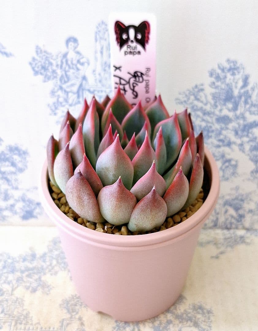 鬼のて×アテマハック札付きポットごとメルカリ便ルイパパさん苗