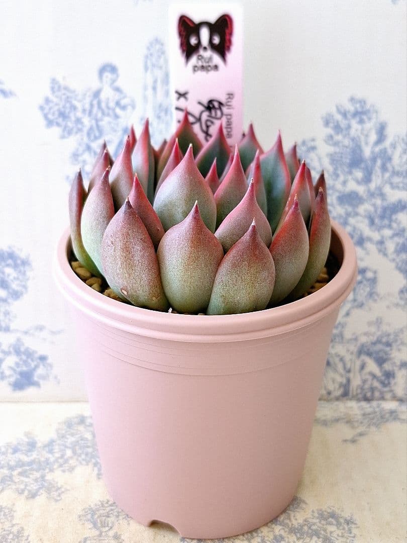 鬼のて×アテマハック札付きポットごとメルカリ便ルイパパさん苗