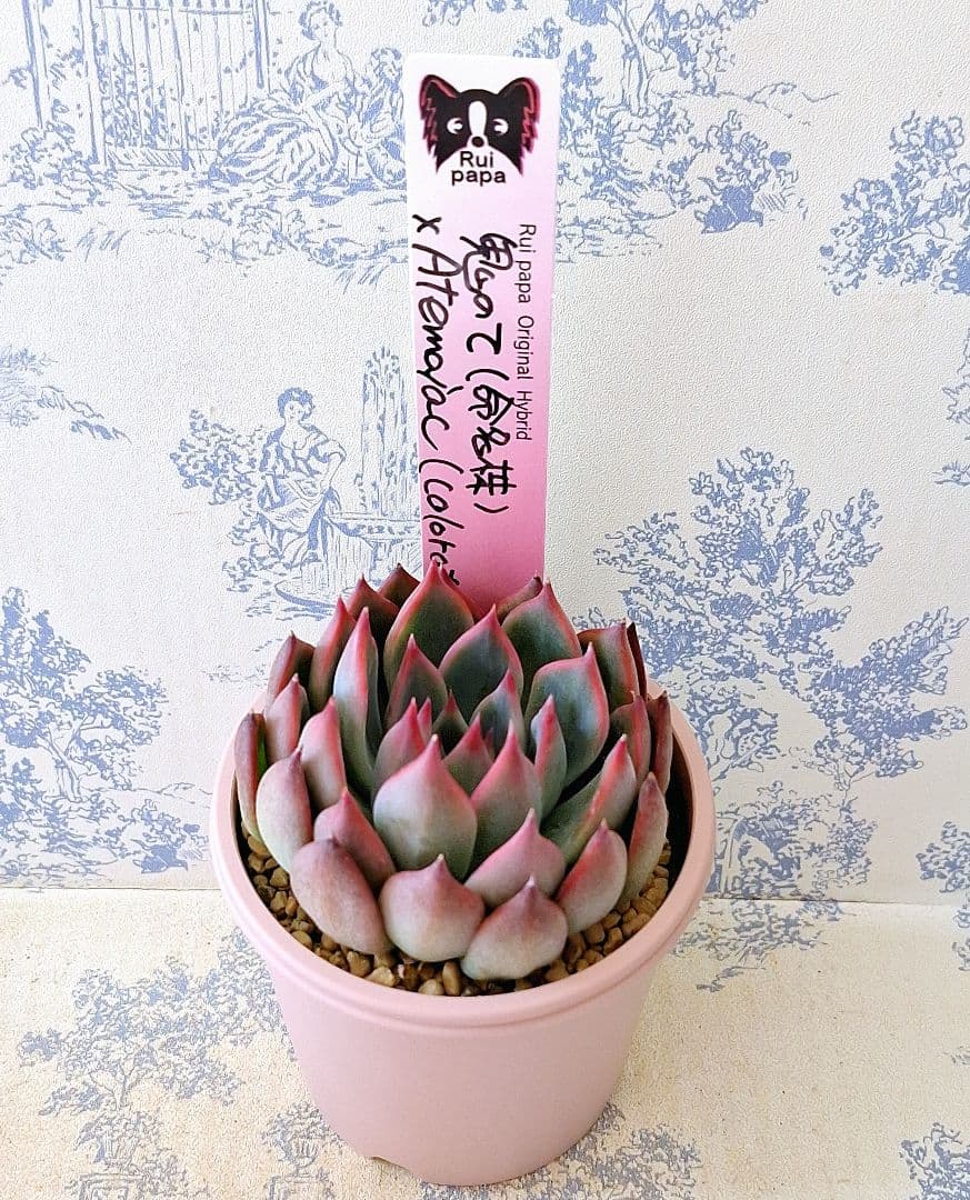 鬼のて×アテマハック札付きポットごとメルカリ便ルイパパさん苗