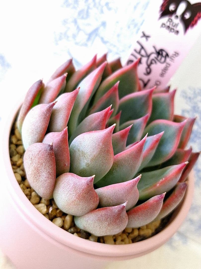 鬼のて×アテマハック札付きポットごとメルカリ便ルイパパさん苗