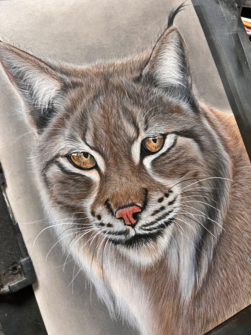 【Ha-M-R】オオヤマネコ　色鉛筆画