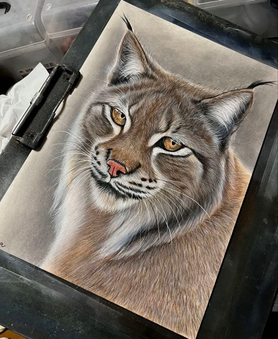 【Ha-M-R】オオヤマネコ　色鉛筆画