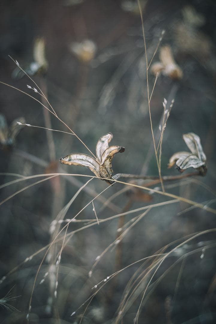 attraction様Leica Summar 50mm F2 オールドレンズ